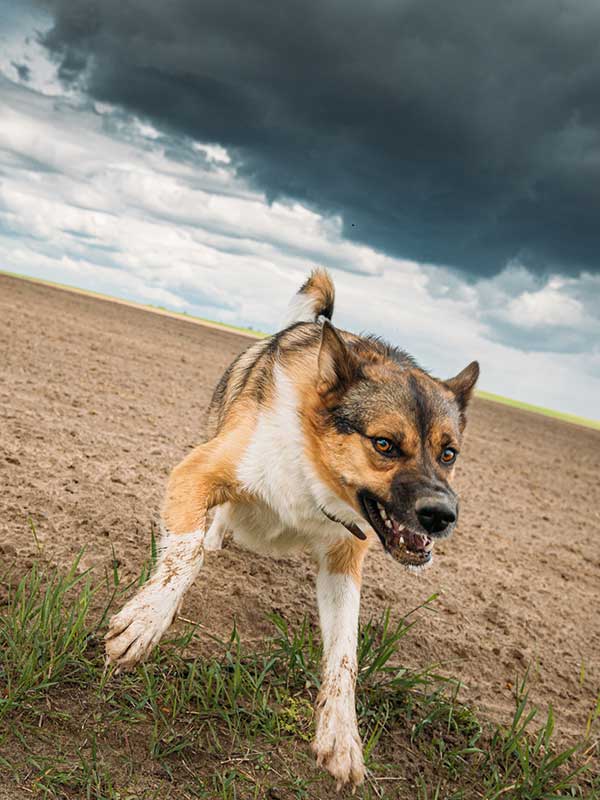Chien-croise-agressif-D-and-Dog Dressage chien Villeneuve d'Ascq Wattrelos