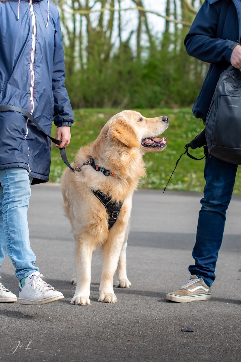 D et dog, Roubaix, Tourcoing, Croix, Marcq-en-Barœul, Wattrelos, Villeneuve d'Ascq, Armentières, Wambrechies, Lille, Lambersart